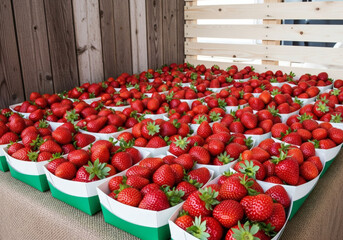 Fraises en Caisses Rondes