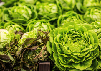 Fototapeta premium Laitues vertes fraîches illustrant la salade et l’alimentation végétale