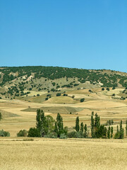 Fototapeta premium Rolling hills and green trees under clear blue sky in rural landscape
