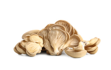 Fresh oyster mushrooms on white background