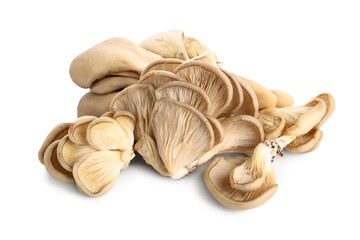 Fresh oyster mushrooms on white background