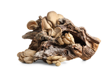 Fresh oyster mushrooms with tree bark on white background