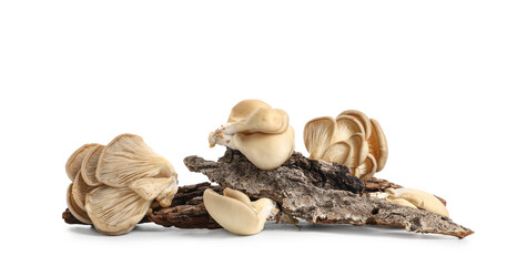 Fresh oyster mushrooms with tree bark on white background