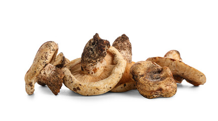 Oyster mushrooms on white background