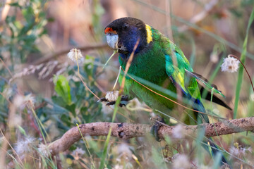 Australian ringneck parrot (Barnardius zonarius), also called twenty eight parrot, Perth, Western Australia