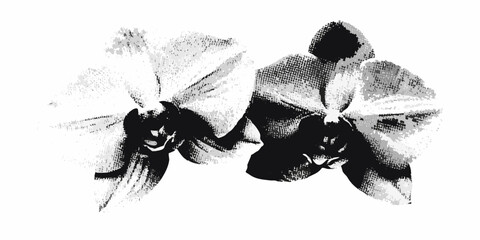 Monochrome orchid blossoms with distressed halftone texture on white background