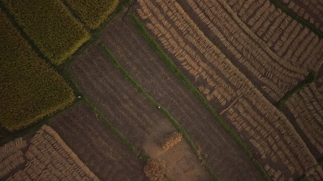 Aerial view of rice fields after harvest with evening sunlight agriculture