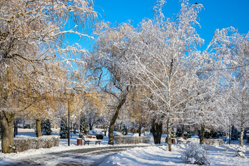 In  a  snowy  city park