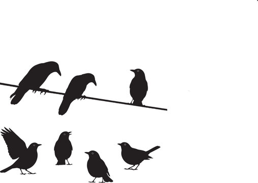 Silhouette of crows and ravens perched and standing together