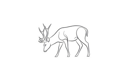 Fototapeta premium Stylized outline drawing depicts a male deer with large antlers lowering its head