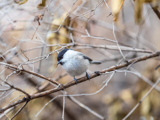 Cute bird the willow tit, song bird sitting on a branch without leaves in the winter.