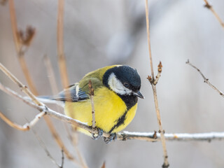 Cute bird Great tit, songbird sitting on the nice branch with beautiful autumn background