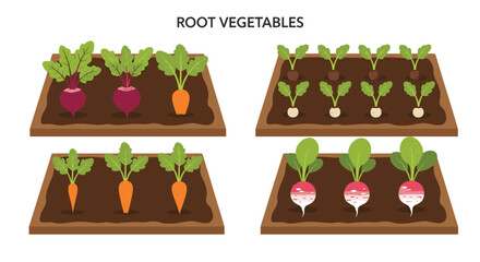 Fresh and nutritious root vegetables such as beets, carrots, radishes, and turnips thrive in organized garden plots.