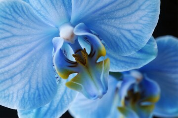 Close-up of a blue orchid flower with detailed petals and yellow center