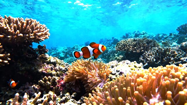 Stunning underwater photo of a vibrant coral reef ecosystem in Raja Ampat with clownfish swimming
