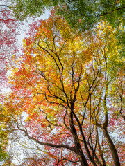 神戸市東灘区の保久良神社の参道の紅葉