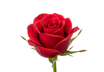 Vibrant Red Rose Blooming with Passion and Romance on Black