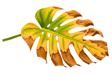 Dried monstera plant leaf with yellow edges and brown spots isolated on transparent background