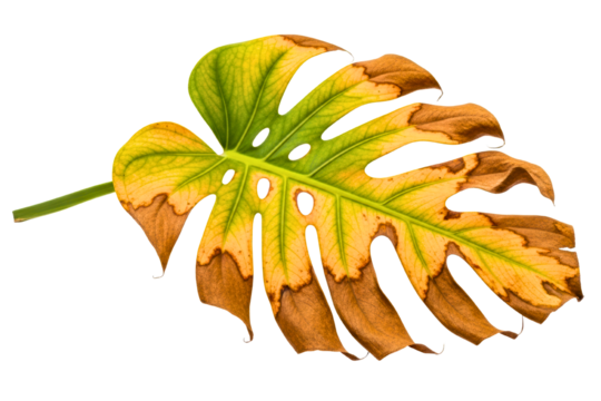 Dried monstera plant leaf with yellow edges and brown spots isolated on transparent background