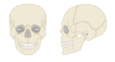 Anatomical Illustration of the Skull from Frontal and Lateral Views (Educational and Medical Use,)