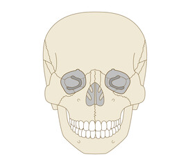 Anatomical Illustration of the Skull from a Frontal View (Educational and Medical Use,)