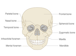Anatomical Illustration of the Skull from a Frontal View (Educational and Medical Use, English Labels)