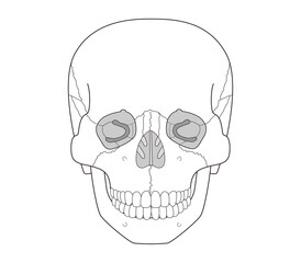 Black and WhiteAnatomical Illustration of the Skull from a Frontal View (Educational and Medical Use,)