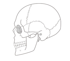 Black and White Anatomical Illustration of the Skull from a Lateral View (Educational and Medical Use,)