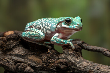 Side view of a Snowflake White’s Tree Frog (Litoria caerulea).