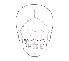 Black and White Anatomical Illustration of the Skull from a Posterior View