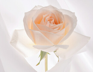 Soft White Peach Rose on Light Background &ndash; Elegant Floral Macro Photography