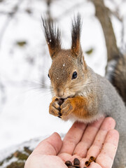 Squirrel eats nuts from a man's hand. Caring for animals in winter or autumn.