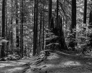 black and white Intense green forest trail with natural lighting and gravel floor Capilano park North Vancouver, British Columbia, Canada