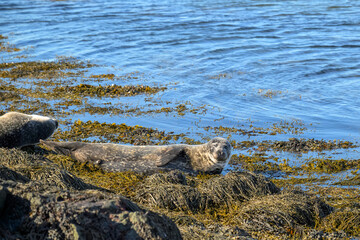 Common seal resting on seaweed covered rocks by the sea