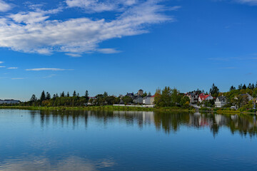 Fototapeta premium The still Tjörnin lake Whooper swan swimming peacefully in the lake in Reykjavik
