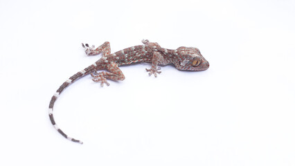 A gecko (Gekko gecko) on a white background. Also known as tokay gecko, tucktoo, true geckos or calling geckos.