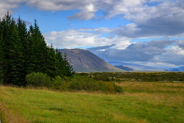 Fototapeta premium Thingvellir National Park Manicured green lawn with forest and mountain background in Iceland
