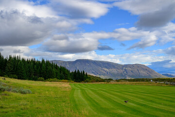 Thingvellir National Park Manicured green lawn with forest and mountain background in Iceland