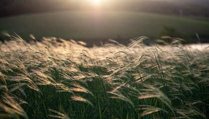 Sunlit Meadow A Serene Landscape of Grass and Light.