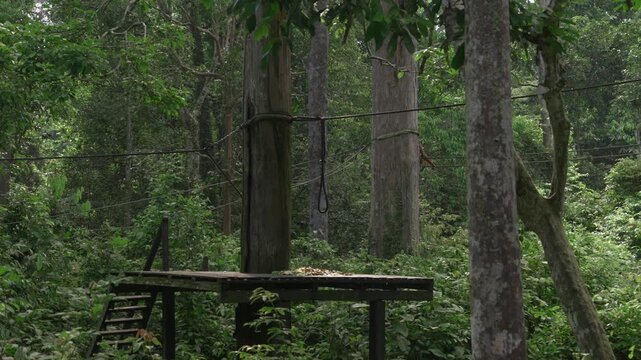 A small orangutan swings away from the feeding platform as another descends to check for food, their fur glowing in the backlit sun at Sepilok Orangutan Rehabilitation Centre.