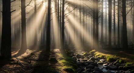 Obraz premium Sunbeams Through the Forest Canopy A Serene Woodland Scene