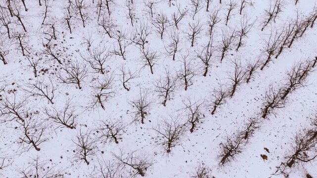 Aerial of peaceful orchard with leafless trees in Tukums parish, winter mood