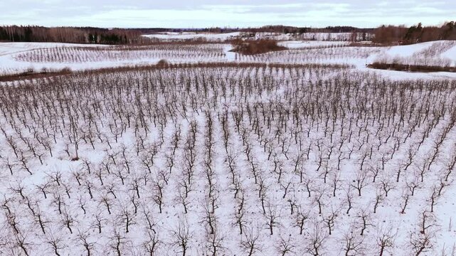Snowy orchard landscape with rows of bare apple trees in the Latvian countryside