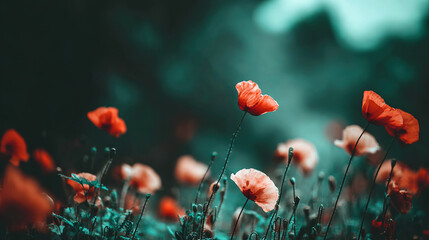 sedative. Field of poppy flowers swaying in gentle breeze, botanical tranquility scene. gardening catalogs, home-decor guides, designed for home decor and floral branding.
