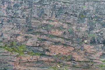 苔の生えた古い木の板