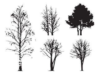 Obraz premium Elegant birch tree silhouette set with beautiful vertical lines