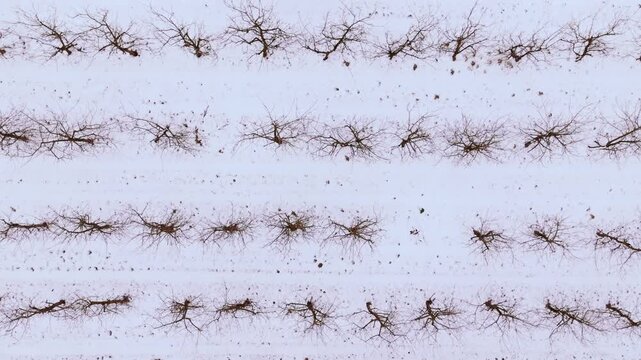 Aerial shot perpendicular to orchard lines showing bare trees in snowy winter