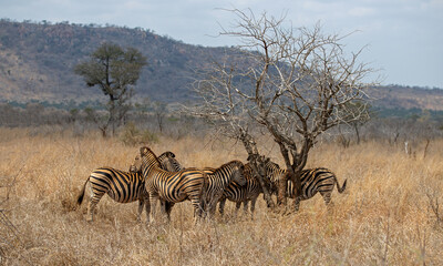 Naklejka premium Herd of wild zebras near dead tree in Kruger National Park South Africa RSA