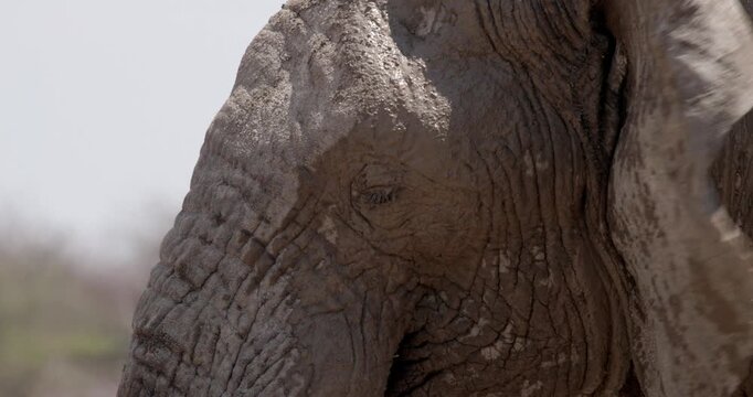 Close-up portrait of a bull elephant in Etosha National Park, Namibia, showcasing its mud-crusted face after a fresh mud bath. Detailed skin texture, authentic African wildlife behavior.