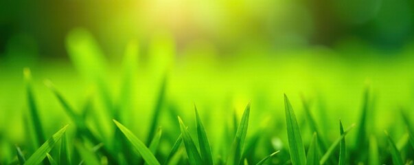 Close-up vibrant green grass blades, sunlight dappled,  backdrop,  high-resolution